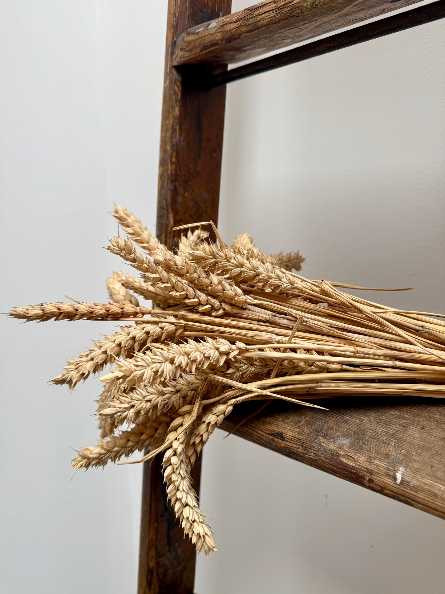 Natural Dried Wheat bunch