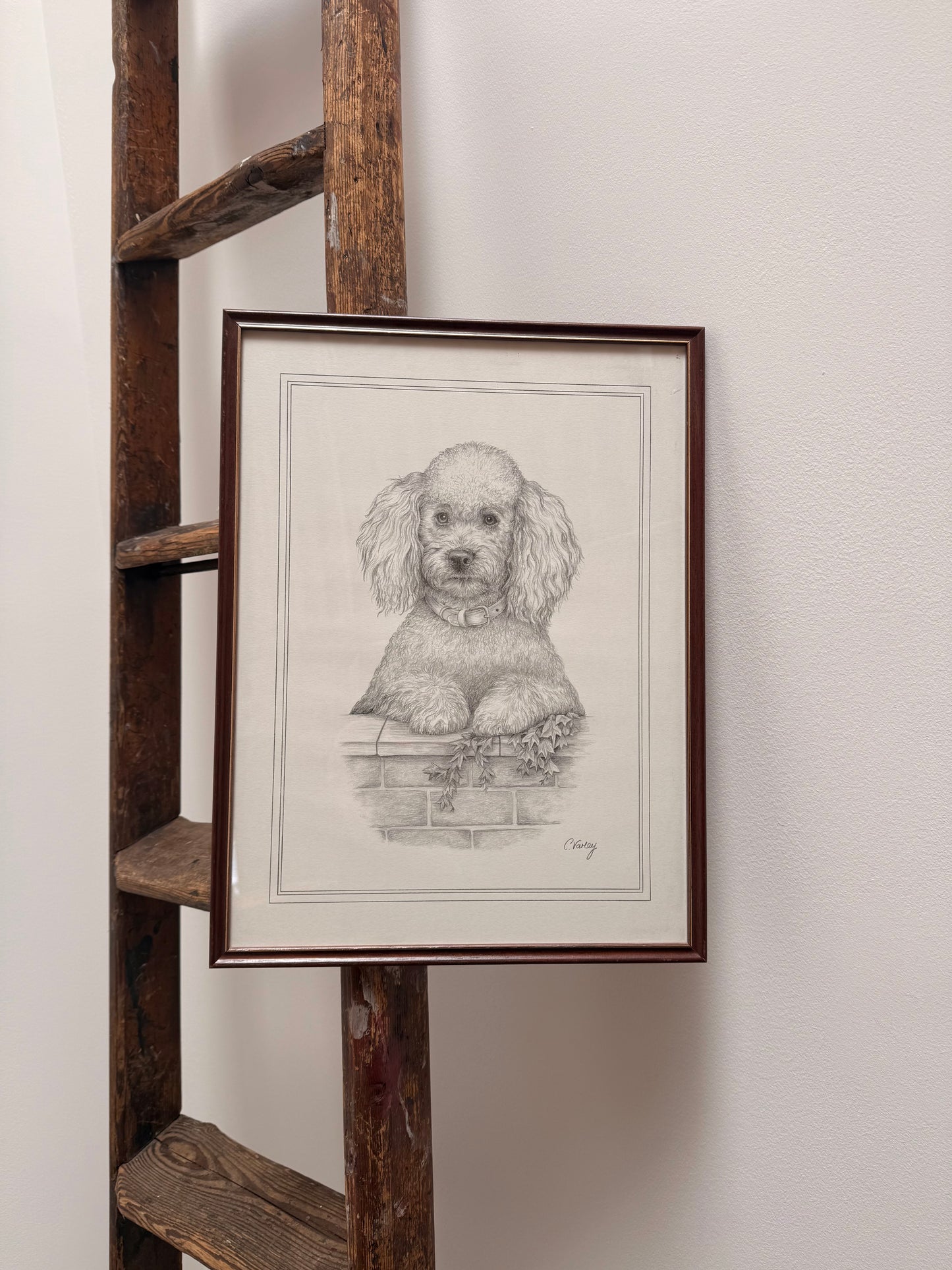 Framed pencil portrait of a poodle, signed C. Varey.