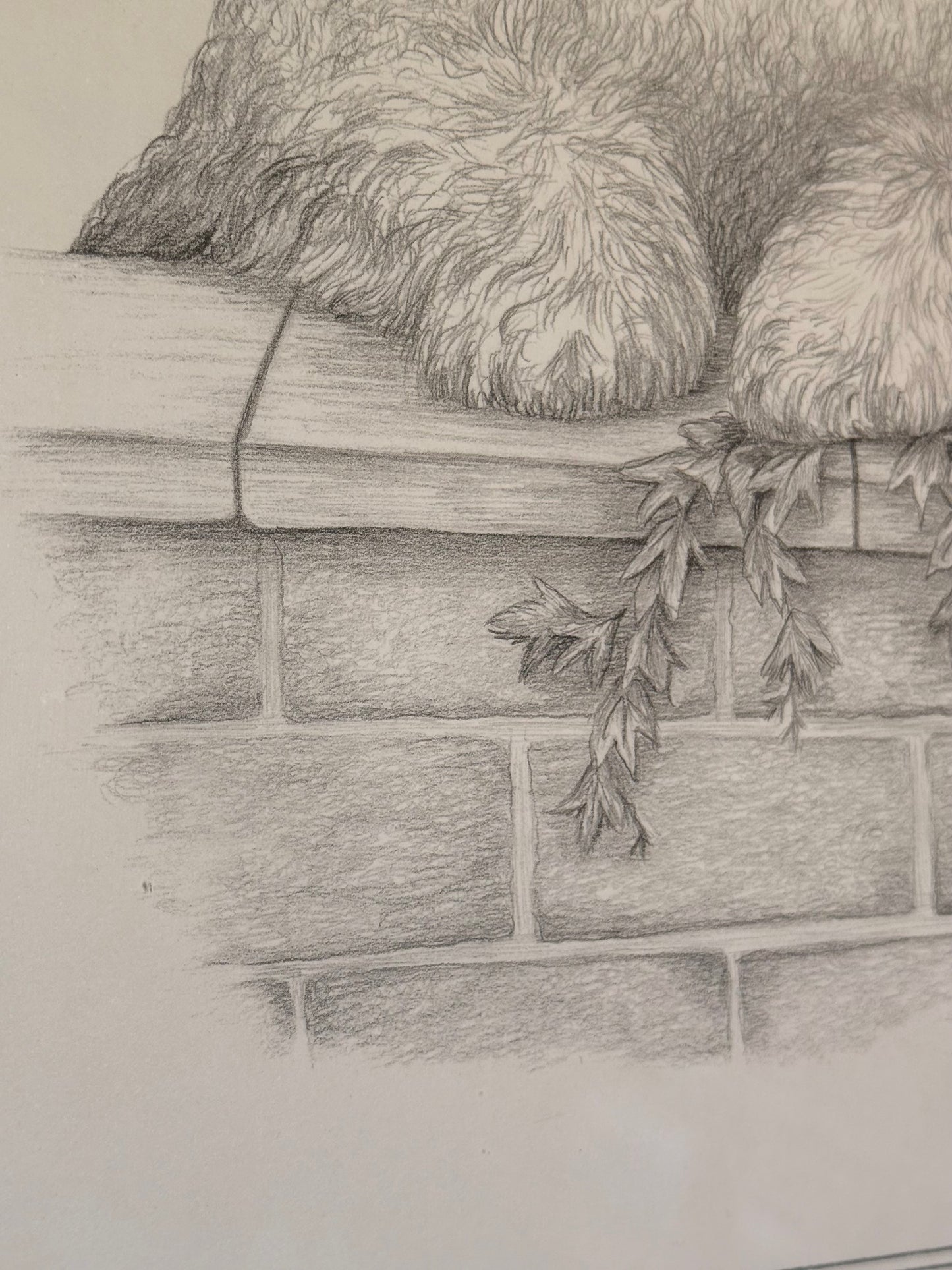 Framed pencil portrait of a poodle, signed C. Varey.