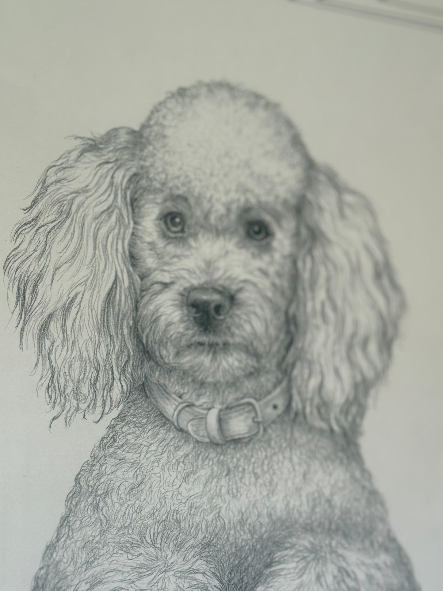 Framed pencil portrait of a poodle, signed C. Varey.