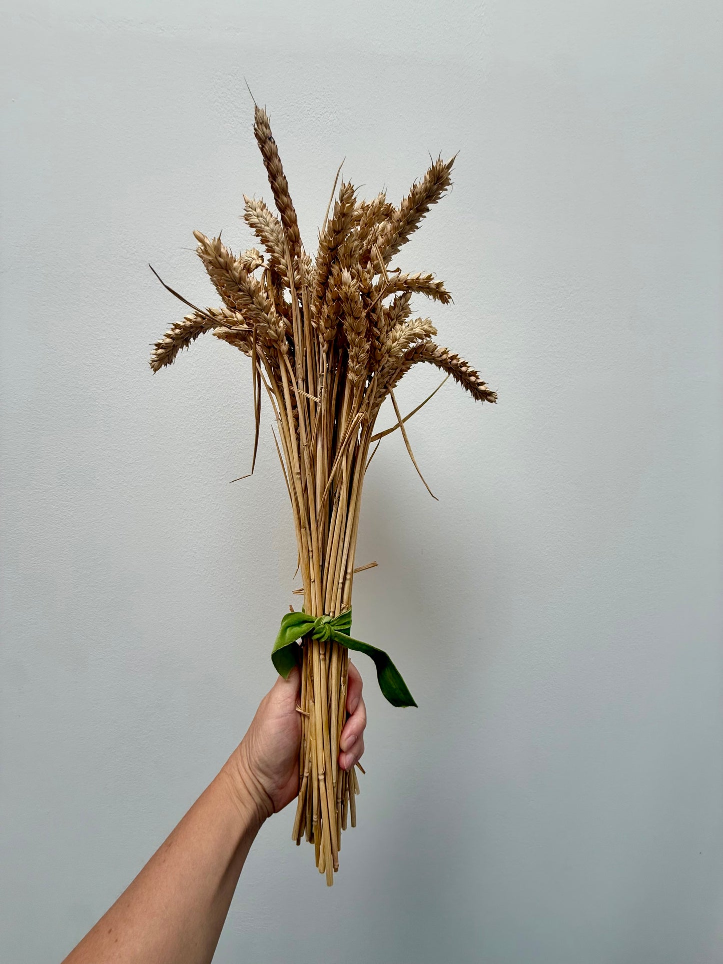 Natural Dried Wheat bunch