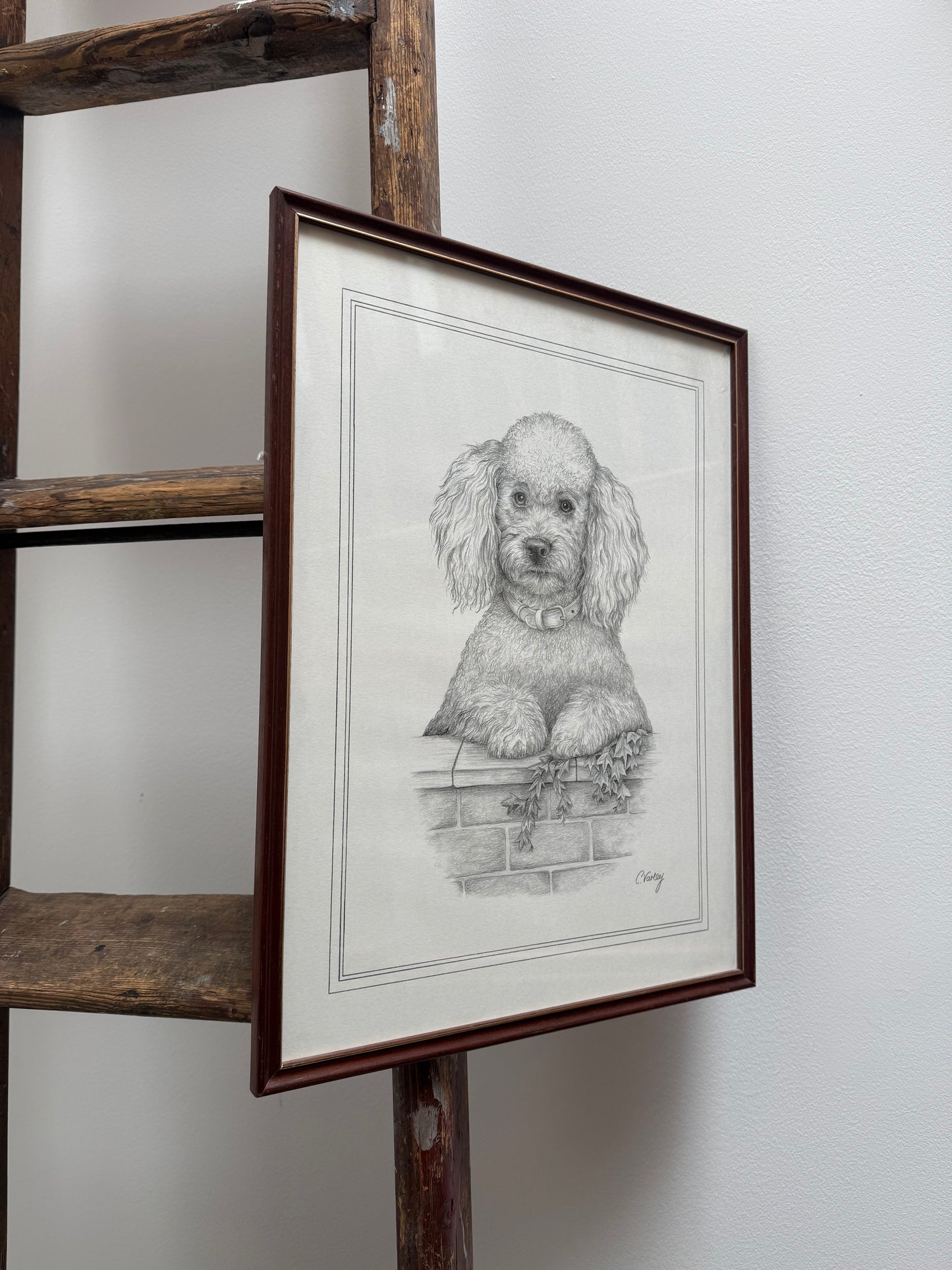 Framed pencil portrait of a poodle, signed C. Varey.