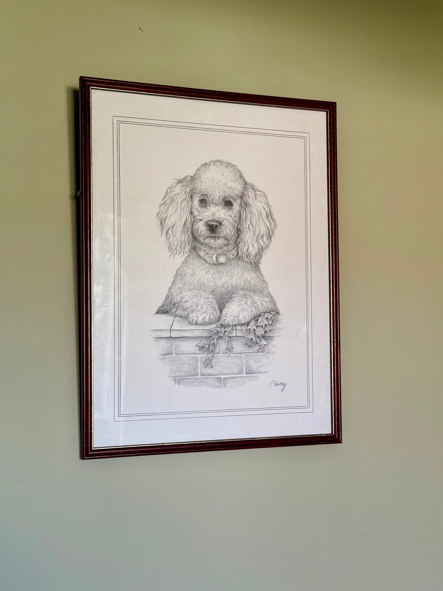 Framed pencil portrait of a poodle, signed C. Varey.