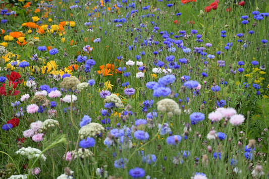 Cotswold's meadow