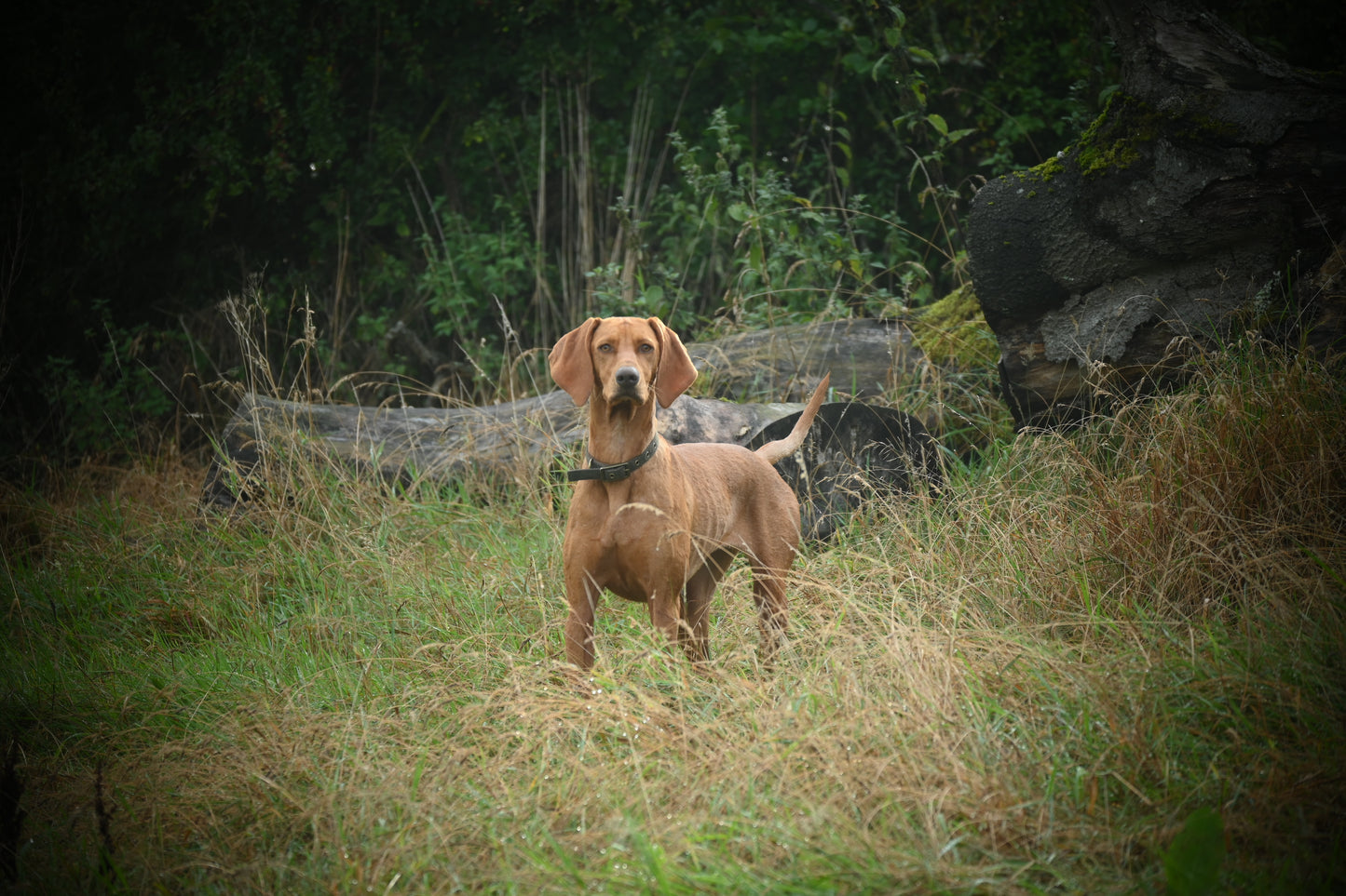 Four legged Goddess.