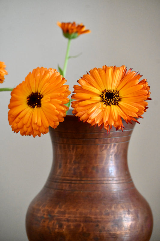 Calendula.