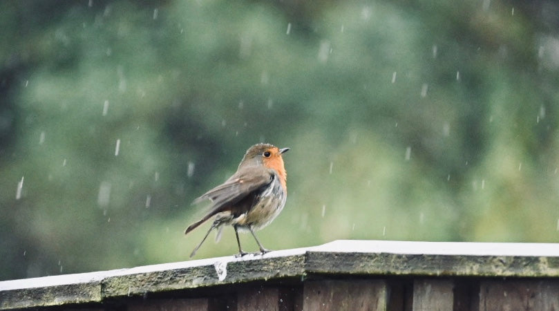 My garden Robin.