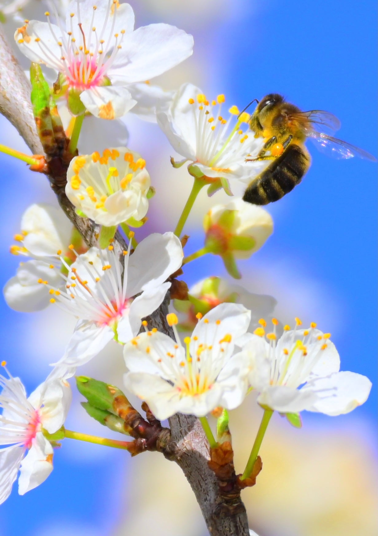 Thank Goodness for the Bees.