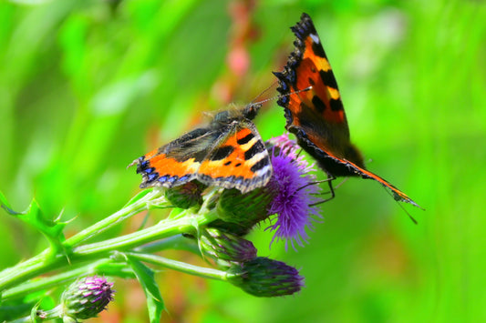 The dance of the butterflies.