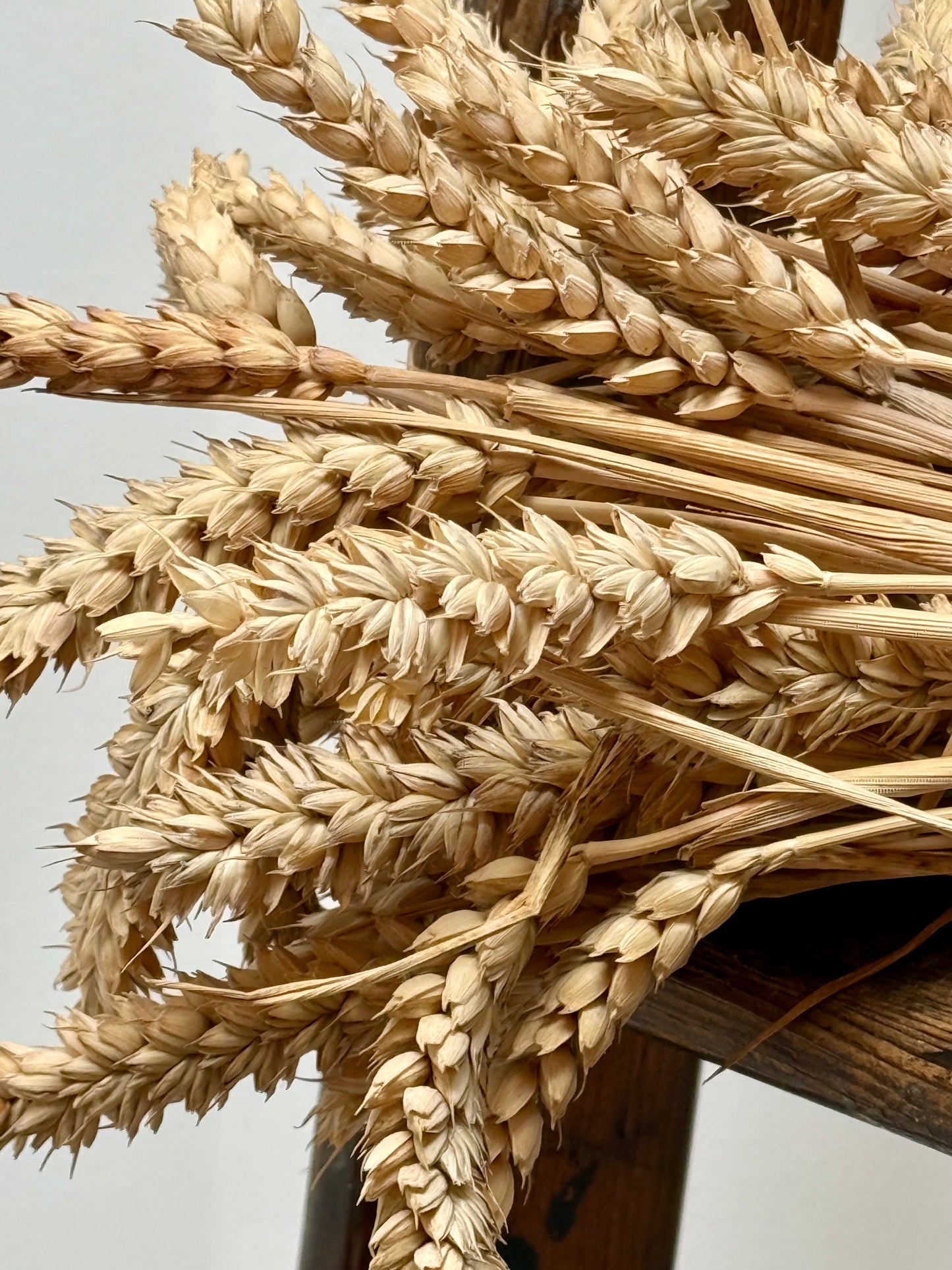 Natural Dried Wheat bunch