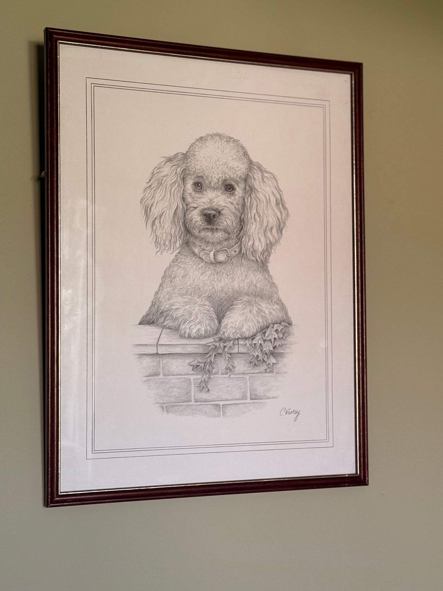 Framed pencil portrait of a poodle, signed C. Varey.