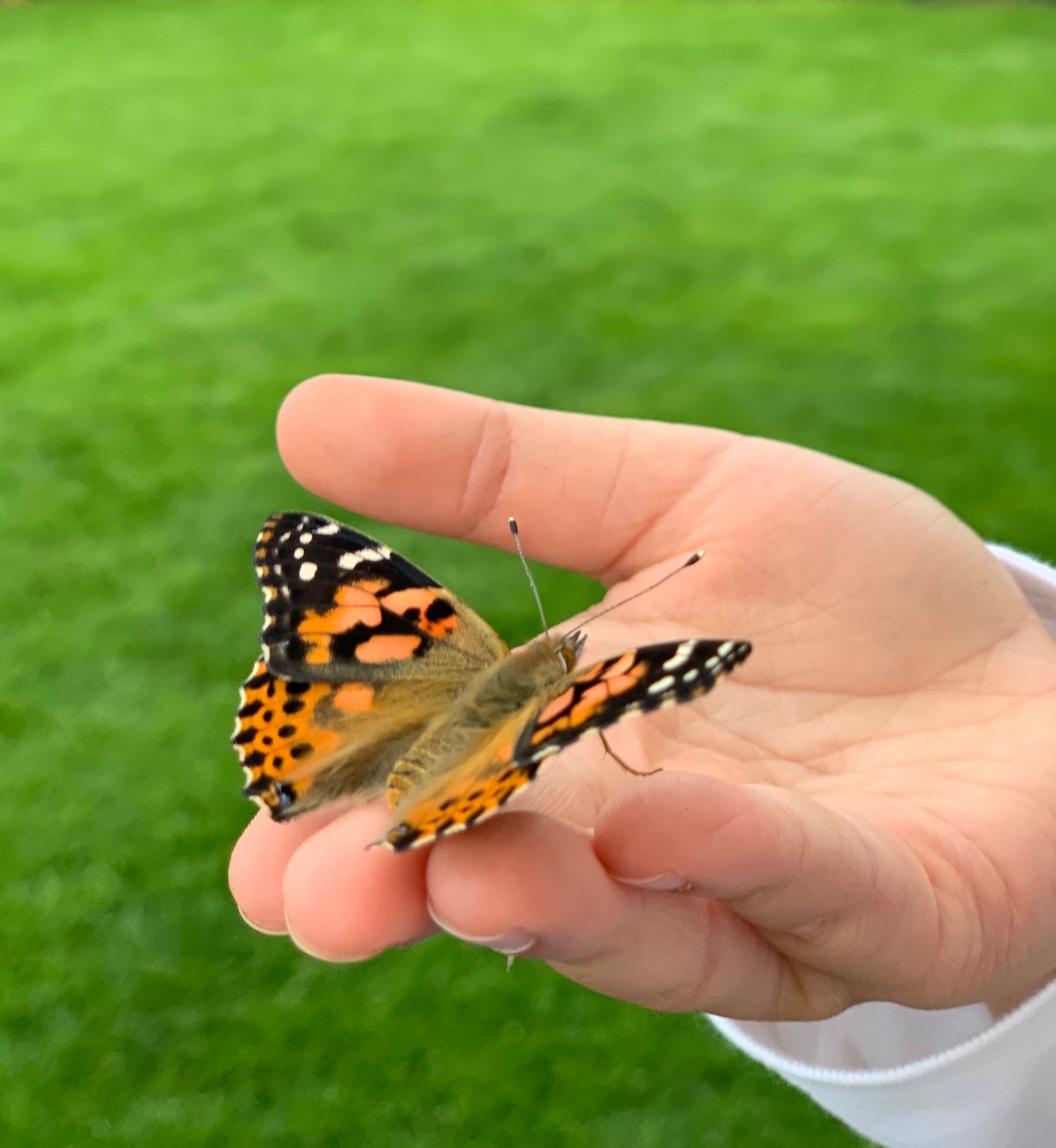 The butterfly whisperer.