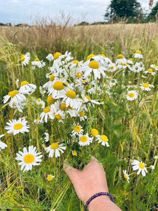 Chamomile beauty.